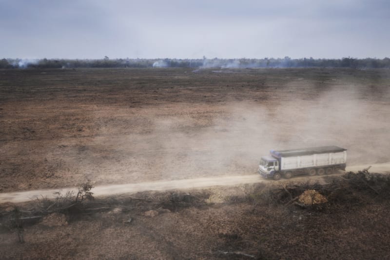 Cambodia Airlifts 32 Endangered Wild Cattle to Safety - Image 5