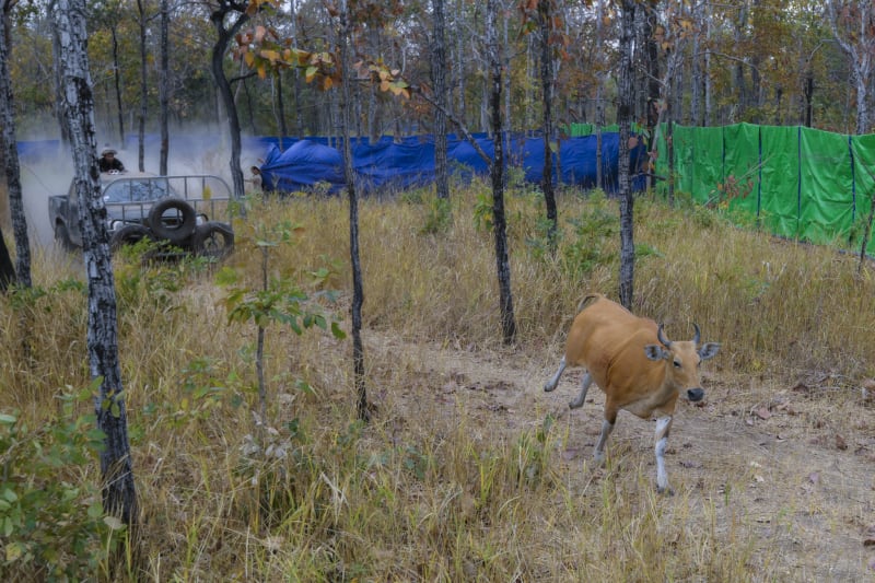 Cambodia Airlifts 32 Endangered Wild Cattle to Safety - Image 3