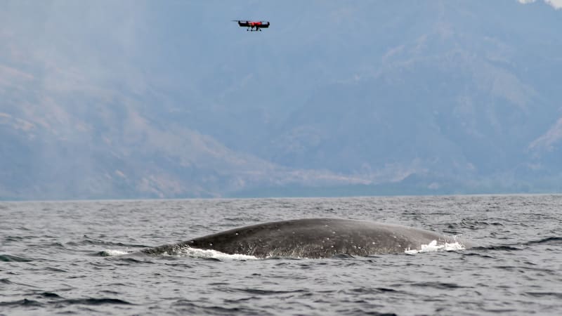 Drone Tags Rare Whale, Reveals New Migration Highway - Image 5