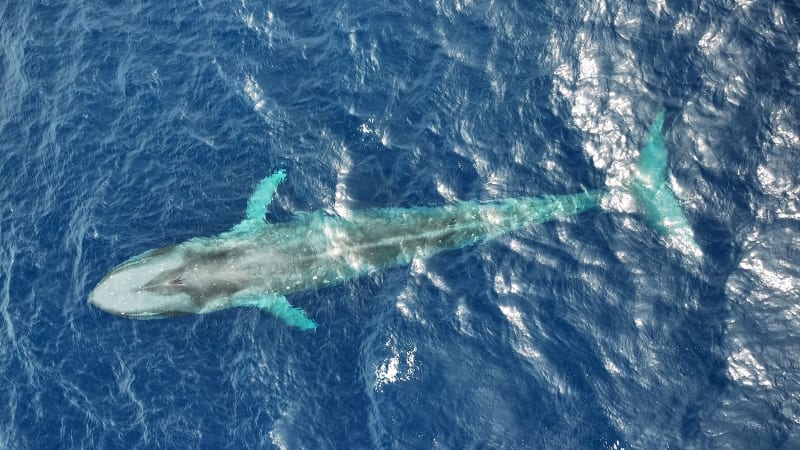 Drone Tags Rare Whale, Reveals New Migration Highway - Image 4