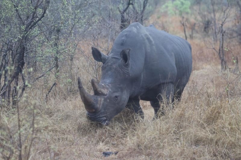 Florida Zoo Saves Wild Rhino's Eyesight in Zimbabwe - Image 2