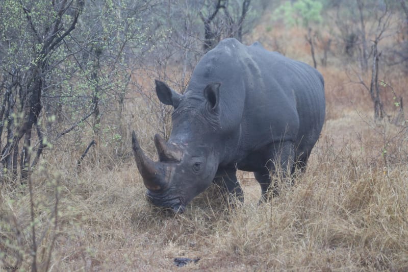 Florida Zoo Saves Wild Rhino's Eyesight in Zimbabwe