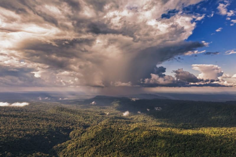 Amazon Rainforest Generates $10B in Rainfall Every Year