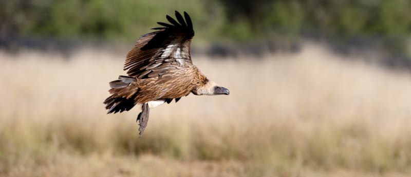 Africa Creates Safe Havens to Rescue Endangered Vultures - Image 3
