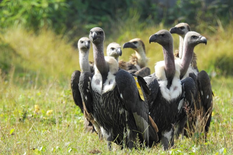 Africa Creates Safe Havens to Rescue Endangered Vultures - Image 4