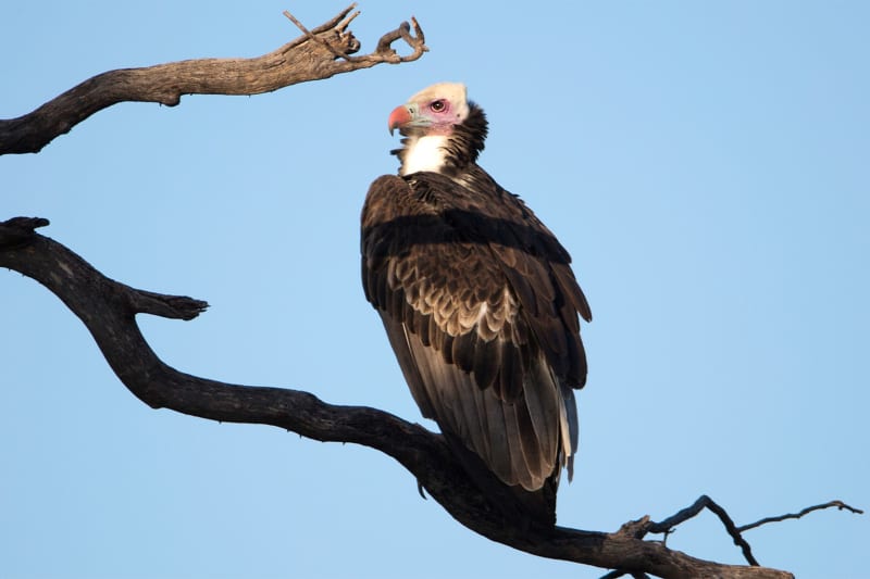 Africa Creates Safe Havens to Rescue Endangered Vultures - Image 5