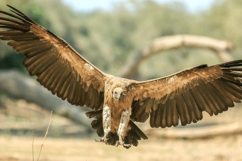 Africa Creates Safe Havens to Rescue Endangered Vultures
