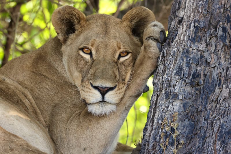 Botswana Herders Save Lions, Boost Population 50% - Image 3