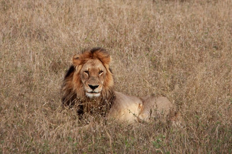 African lion walking across golden grassland in Botswana's Okavango Delta region