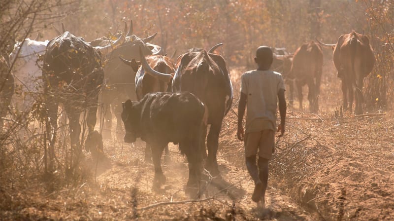 Botswana Herders Save Lions, Boost Population 50% - Image 5