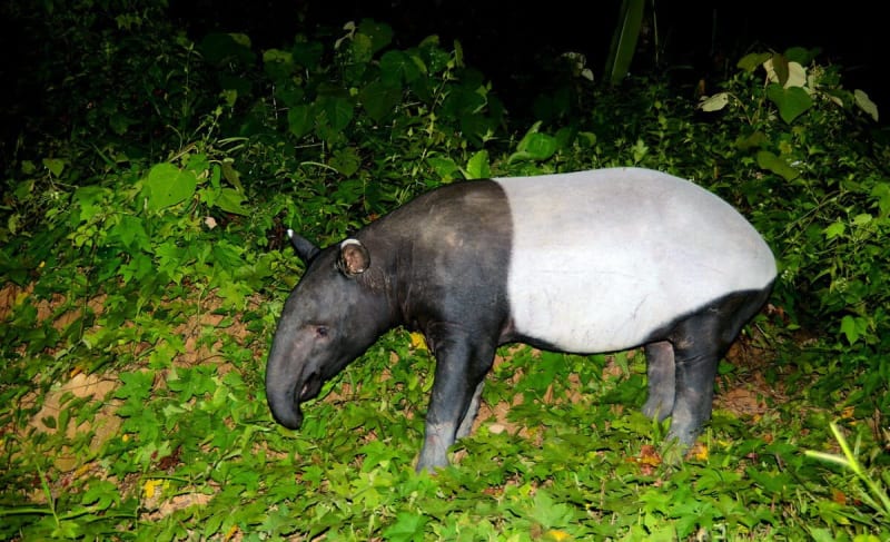 Thailand Forest May Hold 436 Endangered Asian Tapirs - Image 2