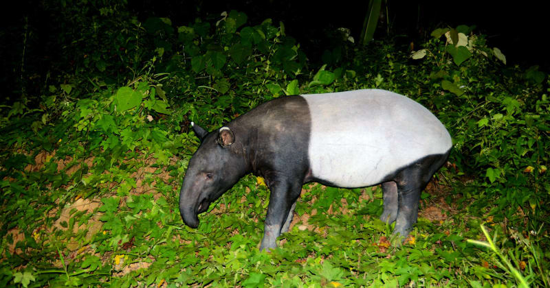 Thailand Forest May Hold 436 Endangered Asian Tapirs