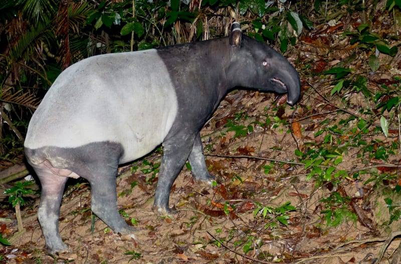 Thailand Forest May Hold 436 Endangered Asian Tapirs - Image 4