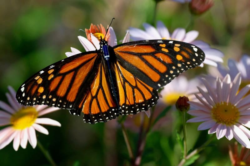 Scientists Track Monarchs With Tiny Radio Tags - Image 2