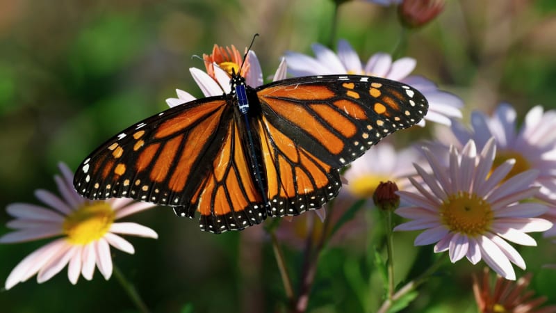 Scientists Track Monarchs With Tiny Radio Tags