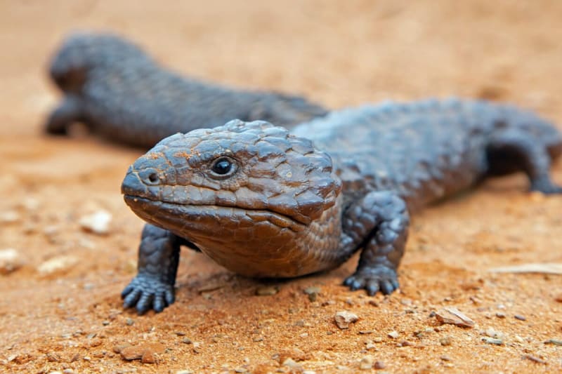 Australia Jails Reptile Smuggler for Record 8 Years - Image 2