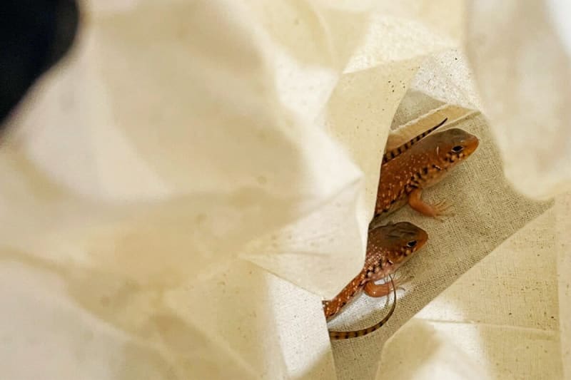 Australia Jails Reptile Smuggler for Record 8 Years - Image 5