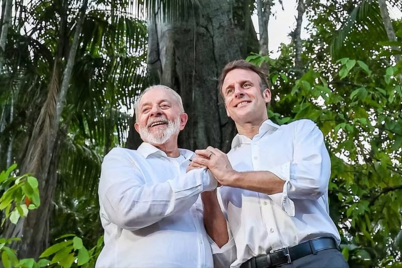 Brazil Secures New Protections for Endangered National Tree - Image 2