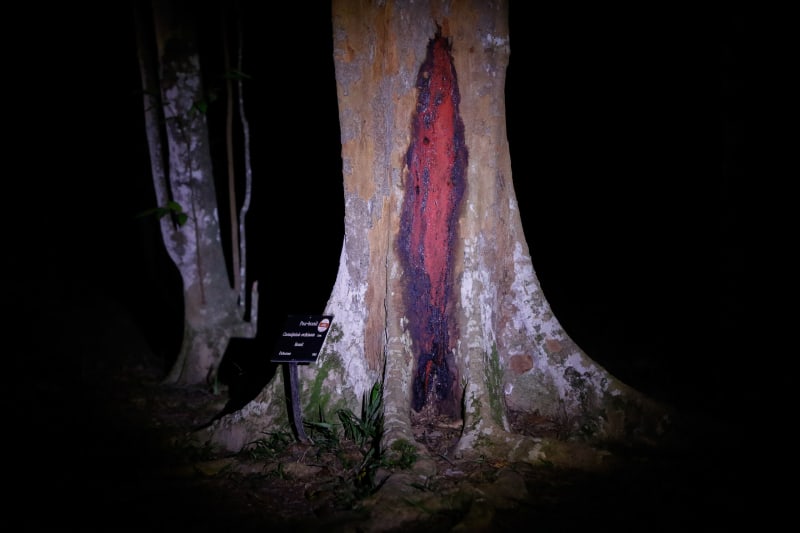 Brazil Secures New Protections for Endangered National Tree - Image 4