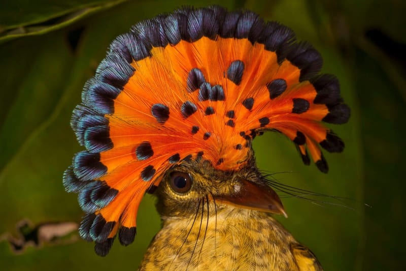 Indigenous Memory Reveals 80 Years of Bird Changes - Image 2