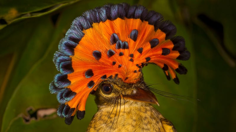 Knobbed hornbill pair perched in tropical forest canopy in North Sulawesi, Indonesia