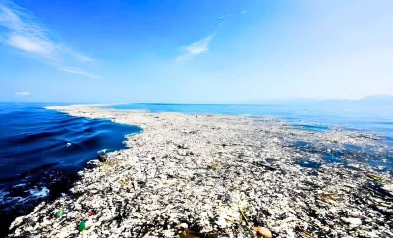 Ocean Life Thrives on Pacific Garbage Patch Plastic