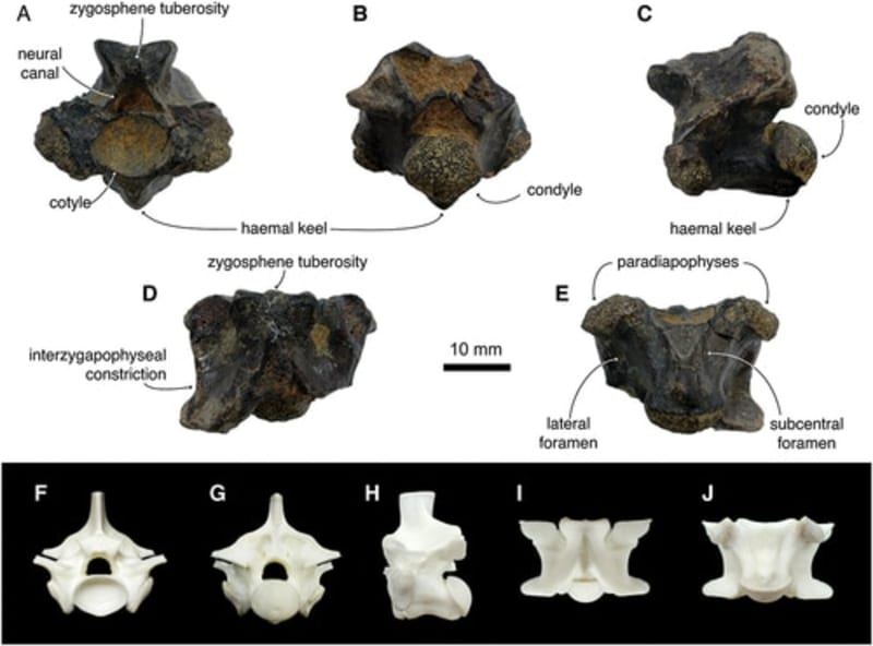 Giant Python Fossils Found in Taiwan After 400,000 Years - Image 2