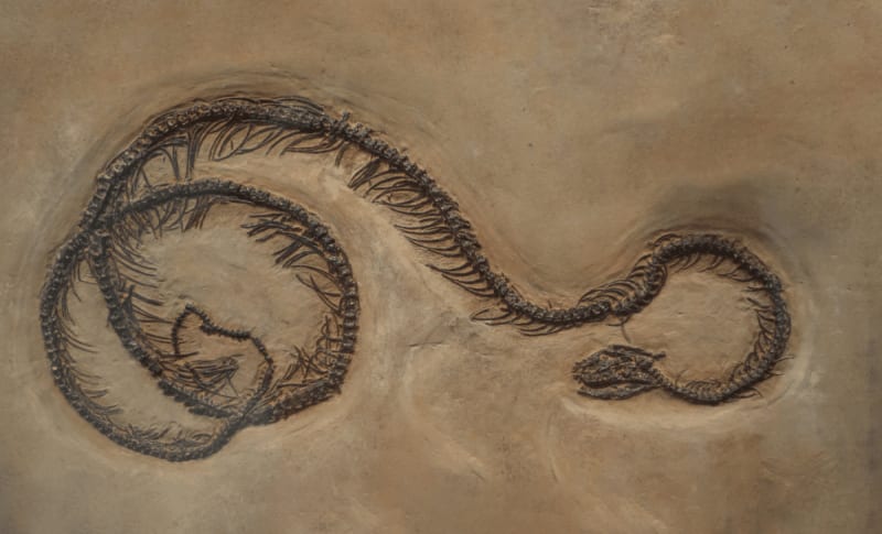 Giant Python Fossils Found in Taiwan After 400,000 Years