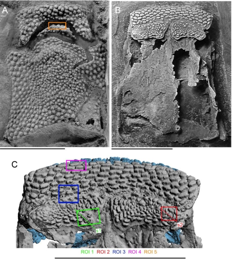 400-Million-Year-Old Fossil Reveals How Teeth Evolved - Image 2