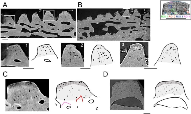 400-Million-Year-Old Fossil Reveals How Teeth Evolved - Image 3