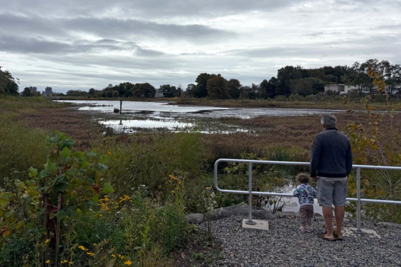 NYC's Brilliant Water Strategy: How Bluebelts Are Saving Homes and Wildlife