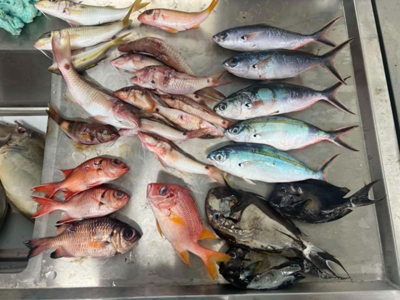 Pacific Islands Cut Fish Microplastic Rates to Just 5%
