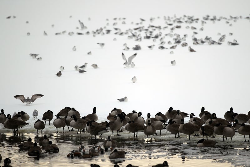 830,000 Birders Track 70% of World's Species in One Weekend