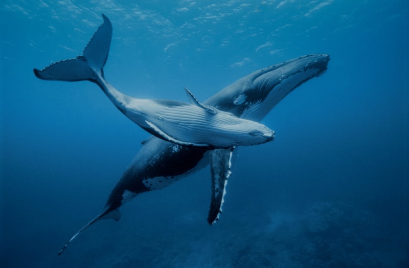 Pacific Leaders Grant Whales Legal Rights as Persons