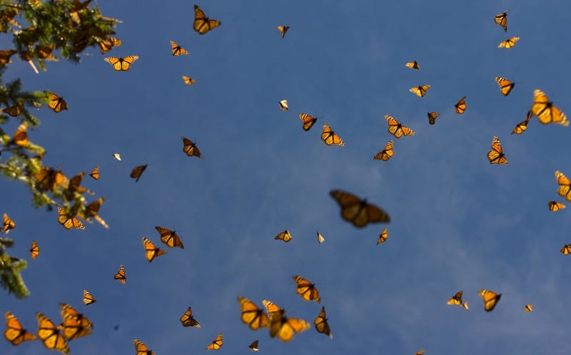 Your Phone Can Now Track Monarch Butterfly Migration