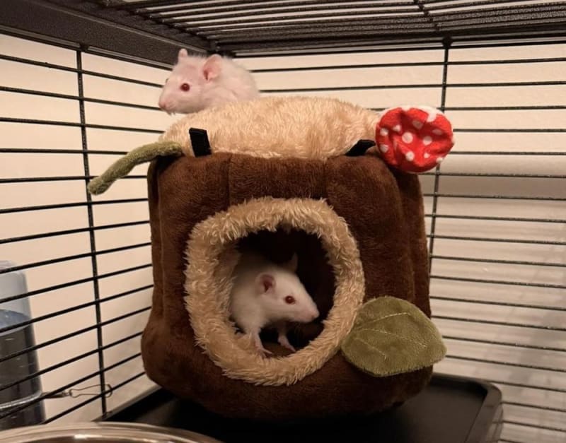 Volunteers Rescue 450+ Pet Rats From Condemned NY Home