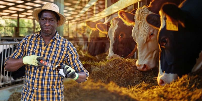 ** Healthy cattle grazing in South African farmland representing protected livestock through vaccination program