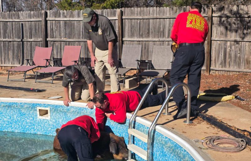 Norman firefighters and animal welfare officers rescuing a pig from a residential swimming pool