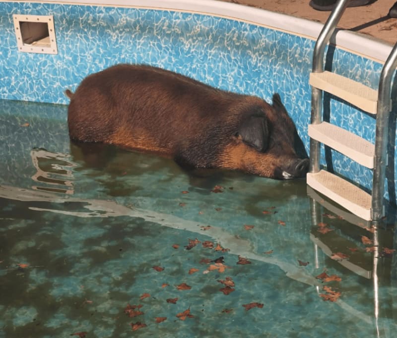 Norman Firefighters Rescue Pig From Backyard Pool - Image 4