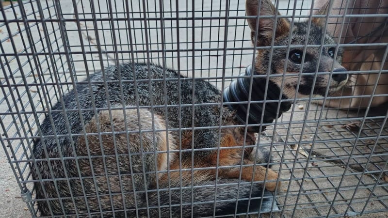 Neighbors Save Fox Trapped in Pipe for Weeks in California