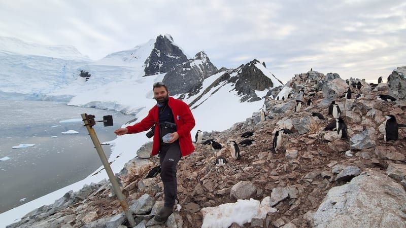 Antarctic Penguins Adapt Breeding Cycle in Record Time - Image 5
