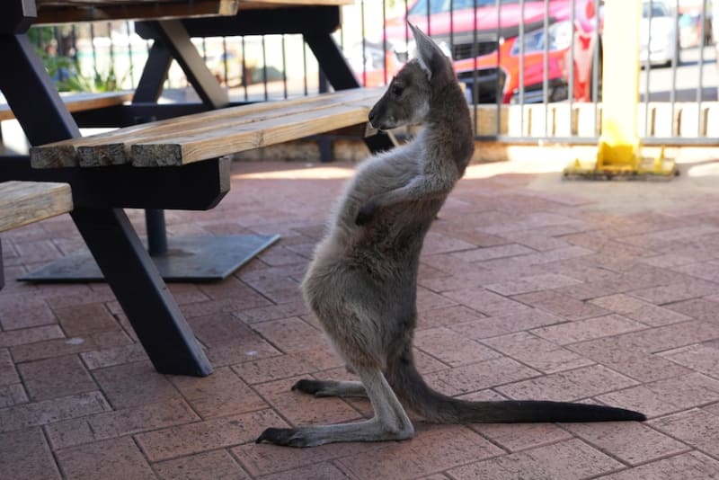 Mining Town's 'Underground' Joey Carer Saves Orphaned Roos - Image 5