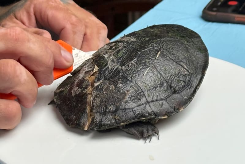 Electrician Saves 15 Turtles With Dental Resin and 3D Printer - Image 5