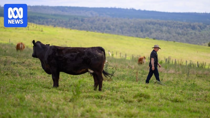 Queensland Family Trades Cattle Breeding for Farm Restaurant