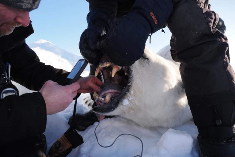 Norway Polar Bears Bulk Up Despite Vanishing Sea Ice - Image 5