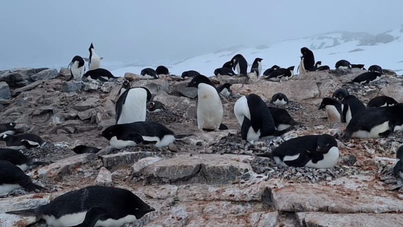 Antarctic Penguins Adapt Breeding Cycle in Record Time - Image 2