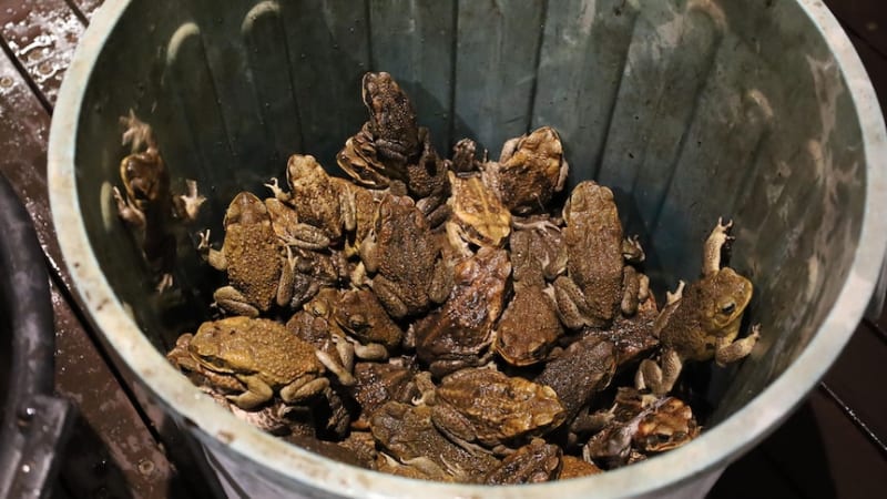 Darwin Volunteers Catch 1,000+ Cane Toads in One Night - Image 3