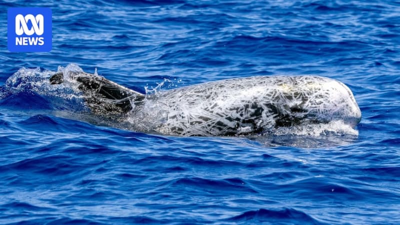 Large grey Risso's dolphin with white scarring patterns swimming in deep ocean waters