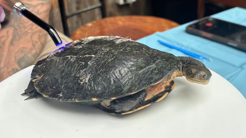 Electrician Saves 15 Turtles With Dental Resin and 3D Printer - Image 3