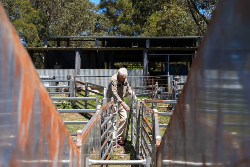 83-Year-Old Farmer Creates New Sheep Breed by Accident - Image 5
